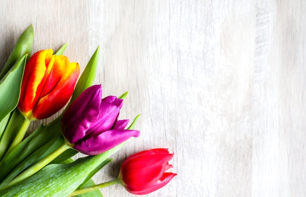 Three colorful tulips on wooden background. Iinvitation postcard for mother's day or international women's day. Minimalist bright flower for advert or promotion. Spring flowers.