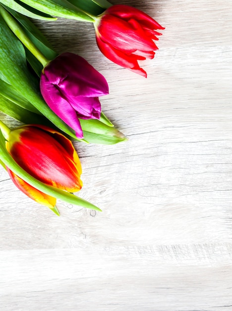 Three colorful tulips on wooden background. Iinvitation postcard for mother's day or international women's day. Minimalist bright flower for advert or promotion. Spring flowers.