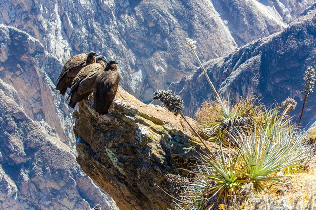 세 마리의 콘도르 at Colca canyon 앉아페루남아메리카 이것은 지구상에서 가장 큰 날아다니는 새 콘도르입니다