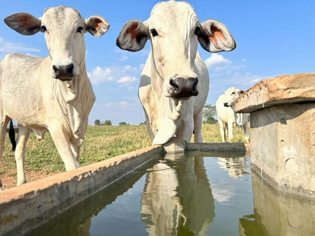 three cows are drinking from a water source
