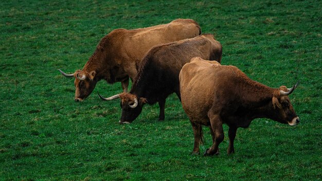 Photo three cows grazing together in nature