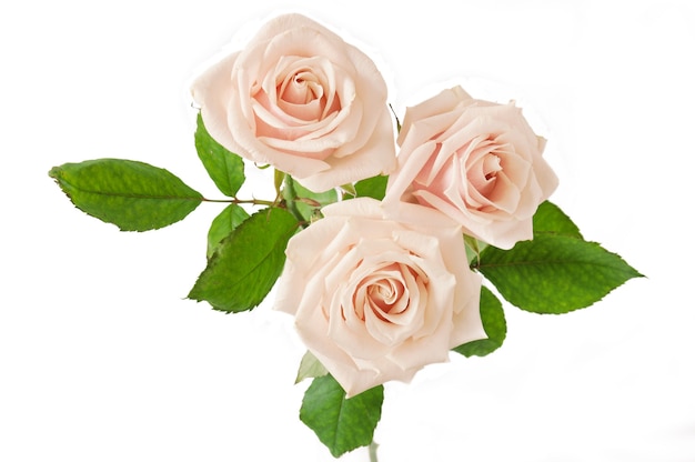 three cream roses bouquet
