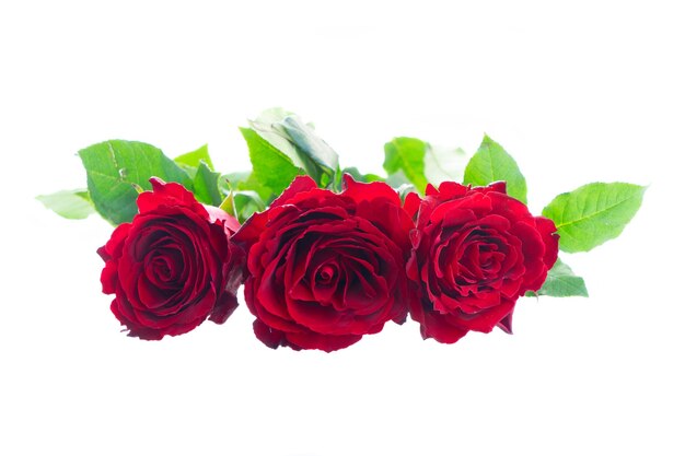 Three crimson red rose flowers isolated on white background