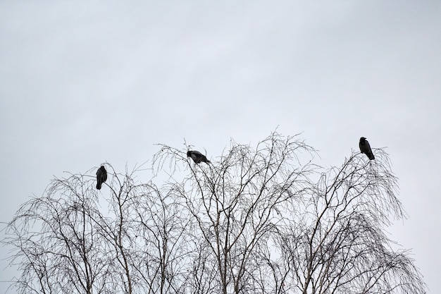 Tre corvi seduti sui rami degli alberi. concetto della terza ruota. simbolismo del numero tre Foto Premium