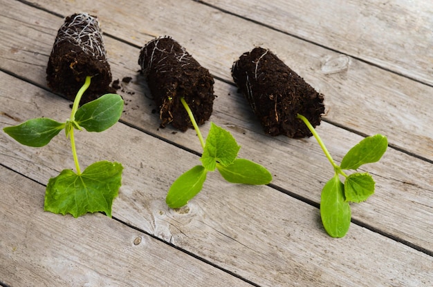 Three cucumber seedlings in a clod of earth with roots lying on a wooden table prepared for transplanting top view