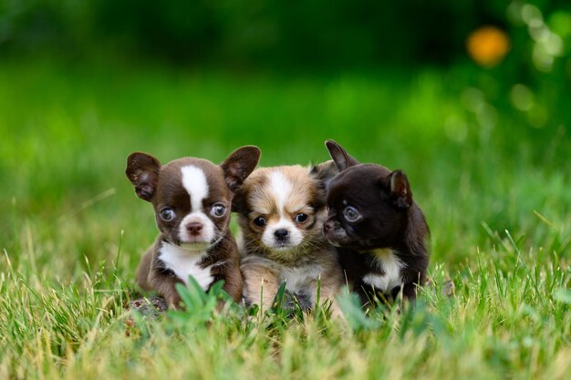 Foto tre simpatici cuccioli di chihuahua sono seduti su un prato verde in un giorno d'estate sfondo verde sfocato