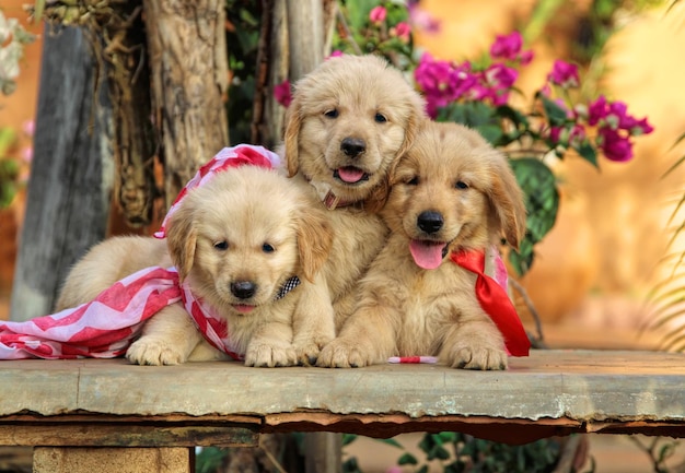 Photo three cute and cuddly golden retrievers puppies together