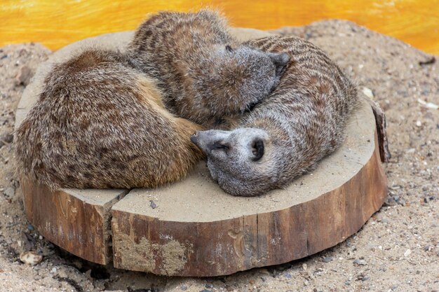 Three cute gophers sleep on a stump