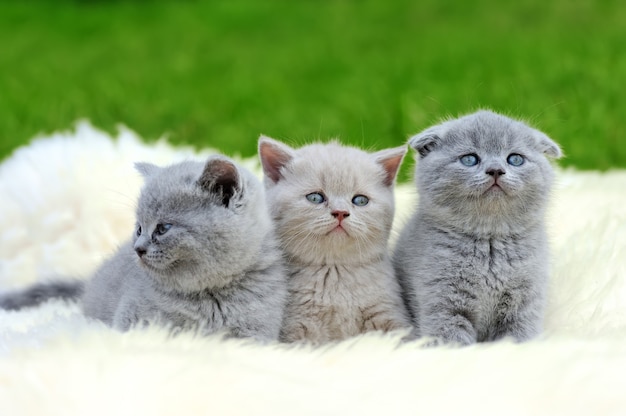 Three cute gray kitten on fur white blanket on nature