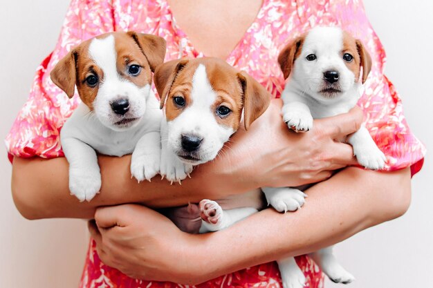 Foto tre graziosi cuccioli di jack russell terrier in mani umane di un mese