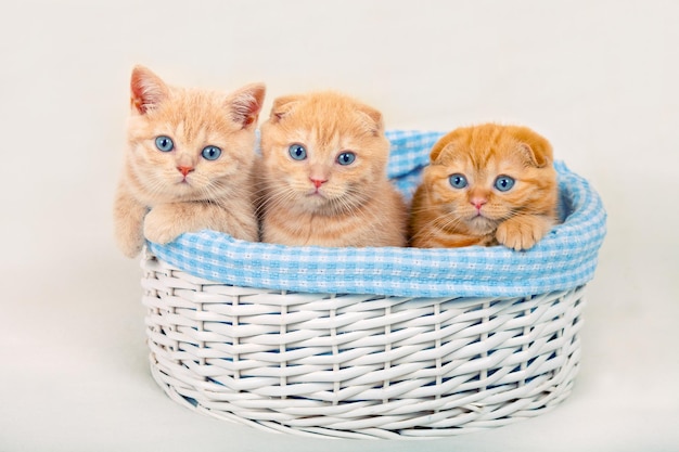 Three cute kittens in a basket