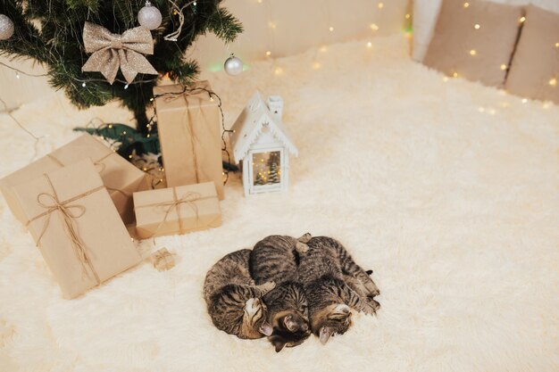 Three cute kittens lying near Christmas tree.