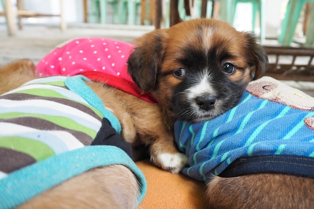 3つのかわいい子犬がマットレスで一緒に寝ています。