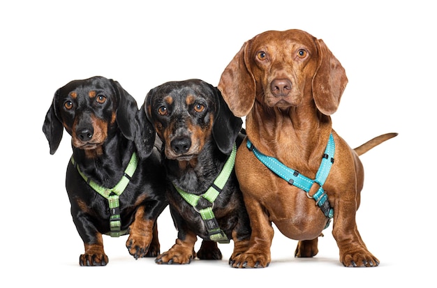 Three Dachshund dog together wearing harness isolated on white