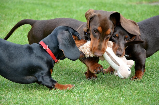 Three dachshund puppies are playing on the lawn