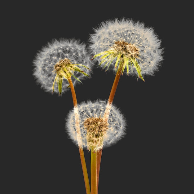 Three dandelions on black background