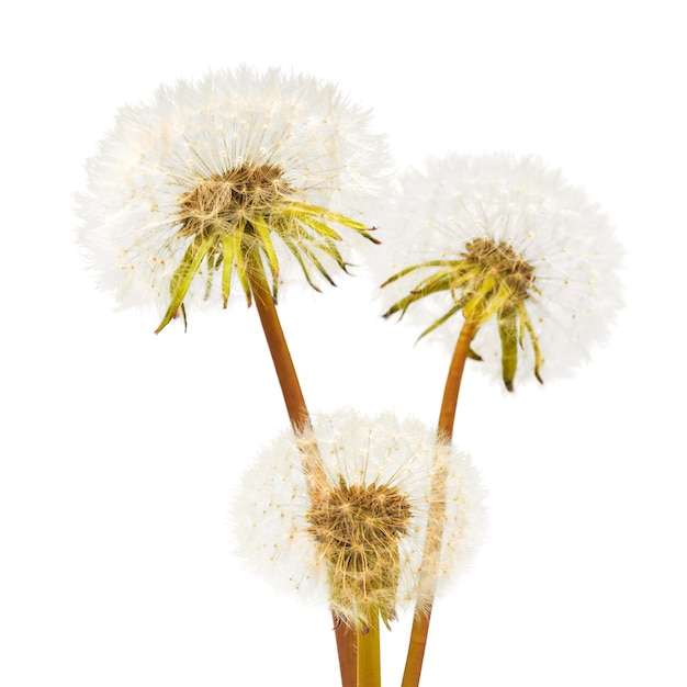 Three dandelions isolated on white background. Flat lay, top view. Easter. Spring. Flower