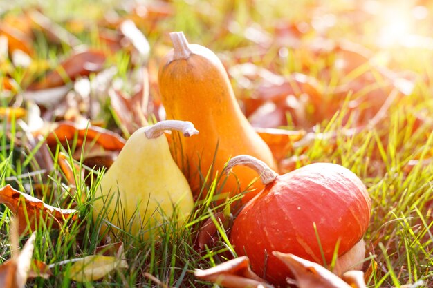 Three decorative pumpkins lie among fallen foliage on grass in autumn garden harvest time