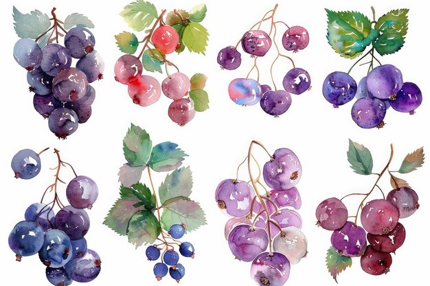 Photo three different kinds of grapes are arranged in a circle