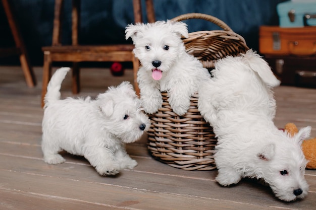 かごの中の 3 匹の犬