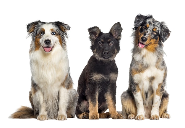 3匹の犬黒と茶色のドイツ・シェパードの子犬と2匹のオーストラリアン・チェパードが一緒に座っています