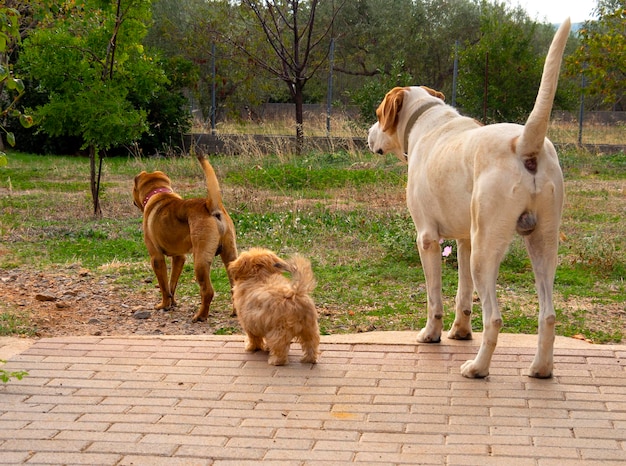 Three dogs of different sizes mongrel sharpei and a russian\
bologna stand in yard in countrysid