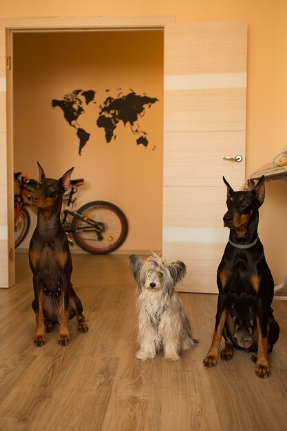 Three dogs at home chinese crested dog powder puff and two
dobermans