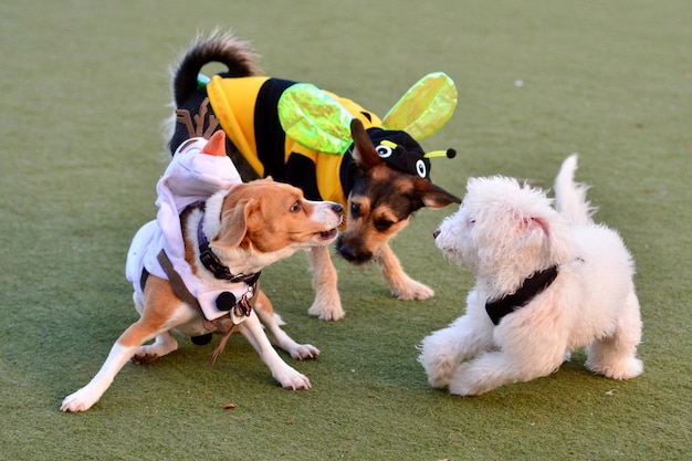 Foto tre cani che giocano sull'erba