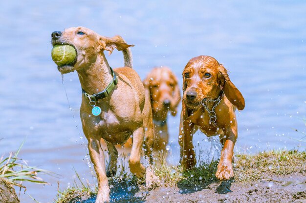 写真 水の中で遊ぶ3匹の犬