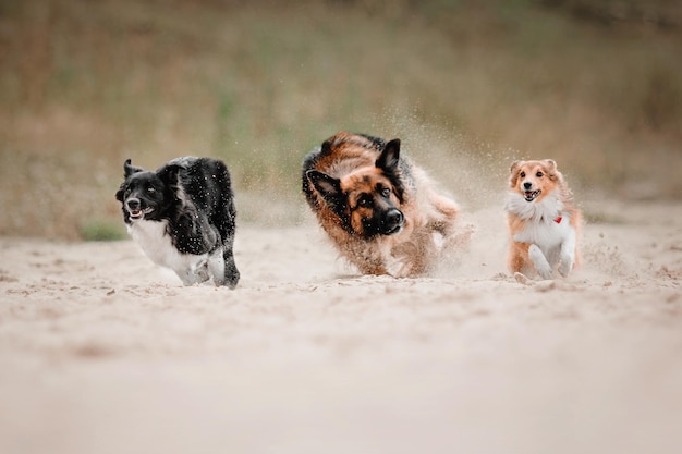 Three dogs together border collie dog puppy shetland sheepdog\
and german shepherd dogs
