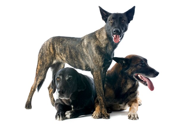 ホワイトに3匹の犬