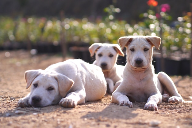 3匹の犬