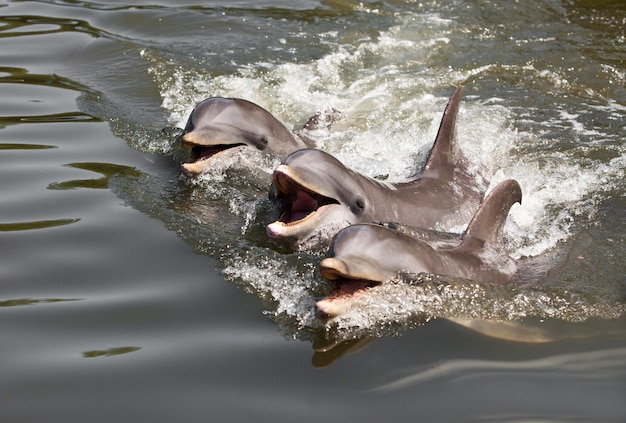Фото Три дельфина плавают в воде...