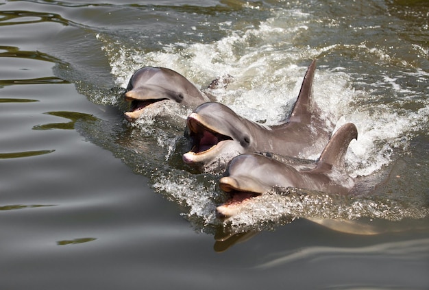 写真 3頭のイルカが水に浮かんでいます...