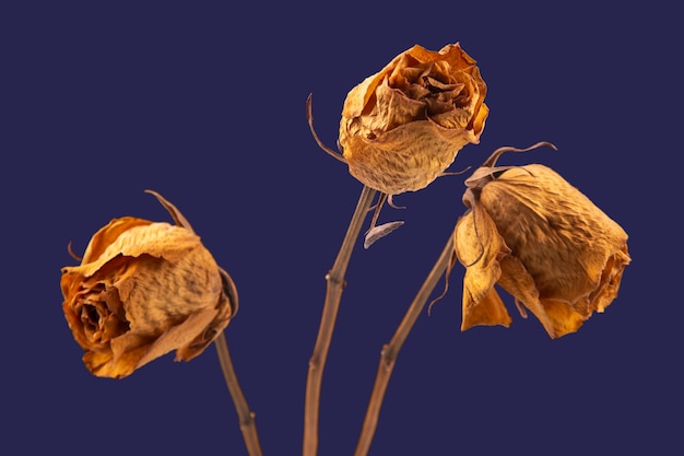 three dried roses on dark background