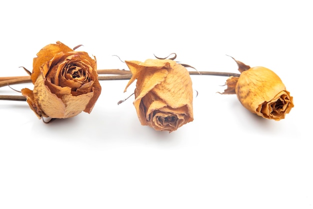 Three dry rose on white background