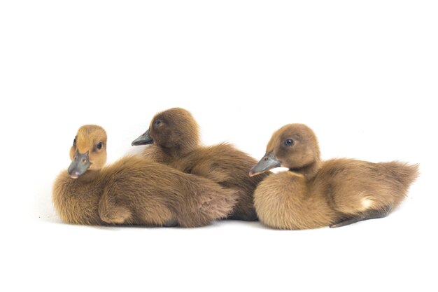 Three ducklings indian runner duck