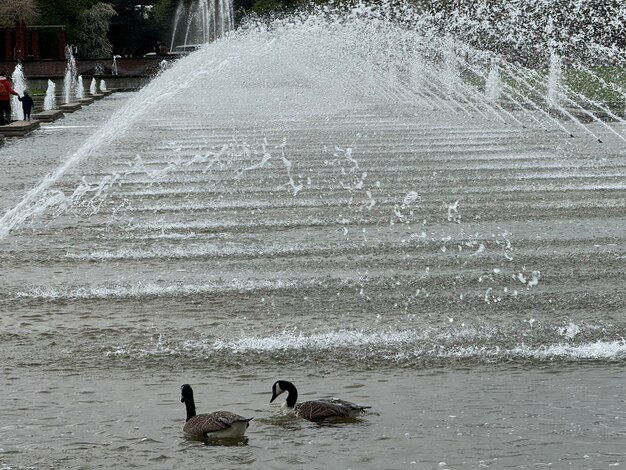 three ducks are swimming in a pond with water splashing around them