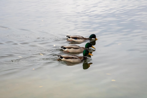 Three ducks in a row swim on the water