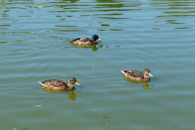 Three ducks swimming