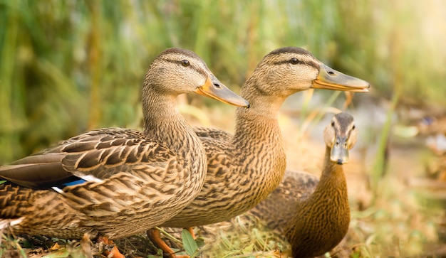 Three ducks in tall grass