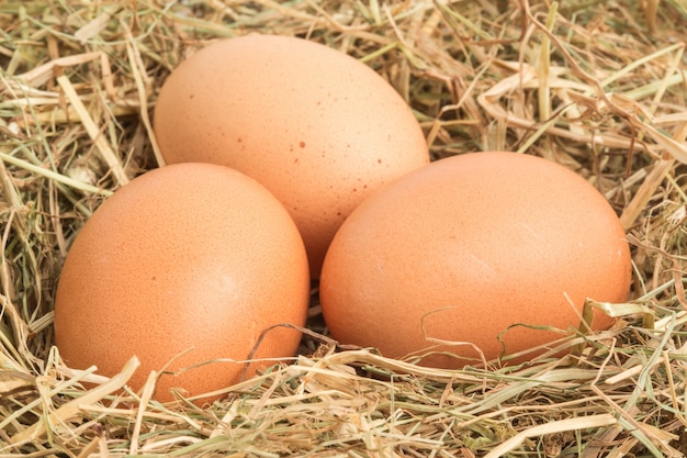 Three eggs nestled in straw