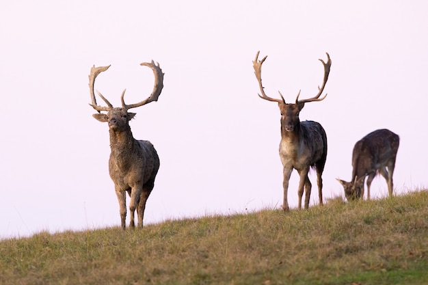 Three fallow deer approaching on horizont in autumn