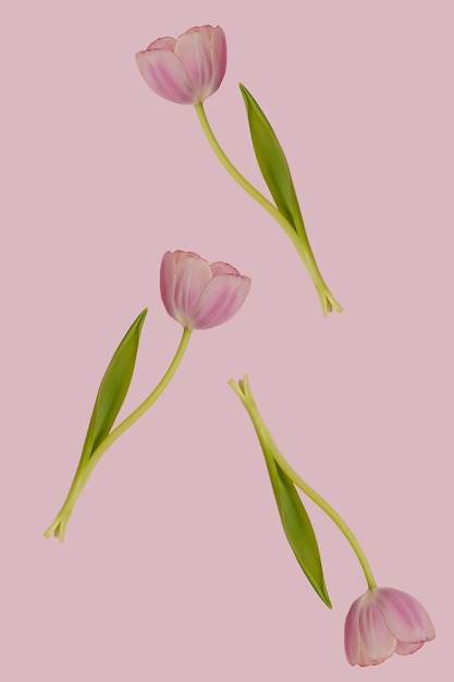 Three floating pink tulip flower with green leaves seamless\
pattern on pink spring background botany floral wallpaper or\
greeting card nature design idea concept levitation flowers with\
copy space