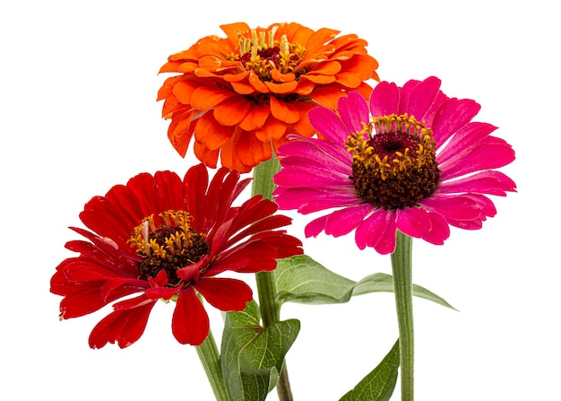 Photo three flower of zinnia isolated on white background