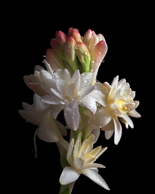 three flowers with rain drops on them, one of which is called tulips.