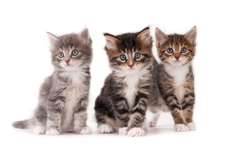 Photo three fluffy kittens on white