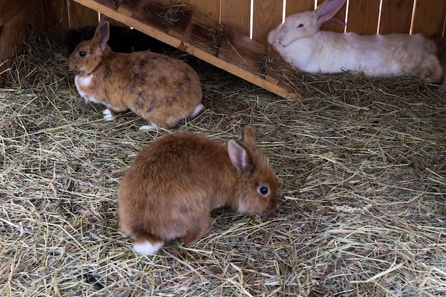 3匹のふわふわのウサギが草、農場に座っています