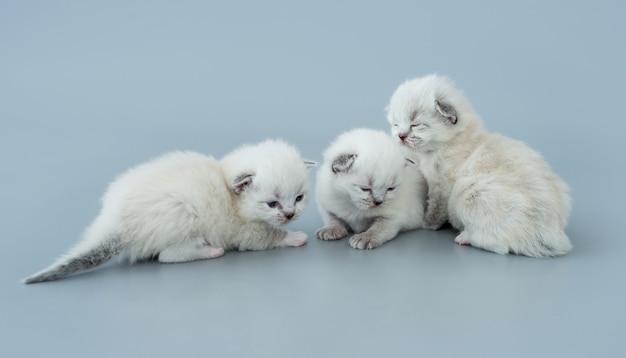 Three fluffy ragdoll kittens sitting together isolated on light blue background