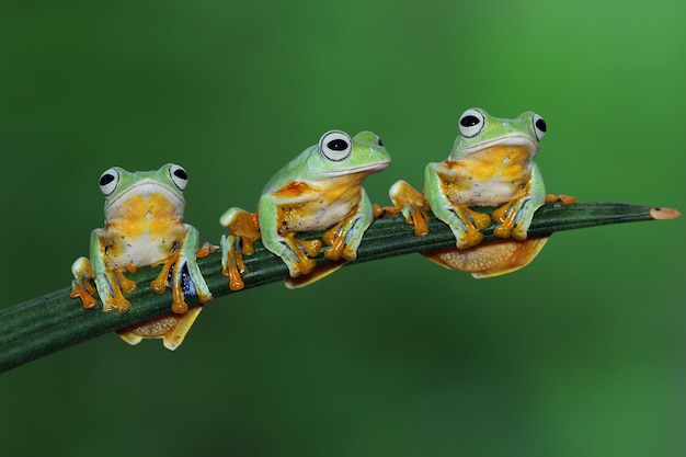 Three flying frog sitting on branch Flying frog closeup face on branch